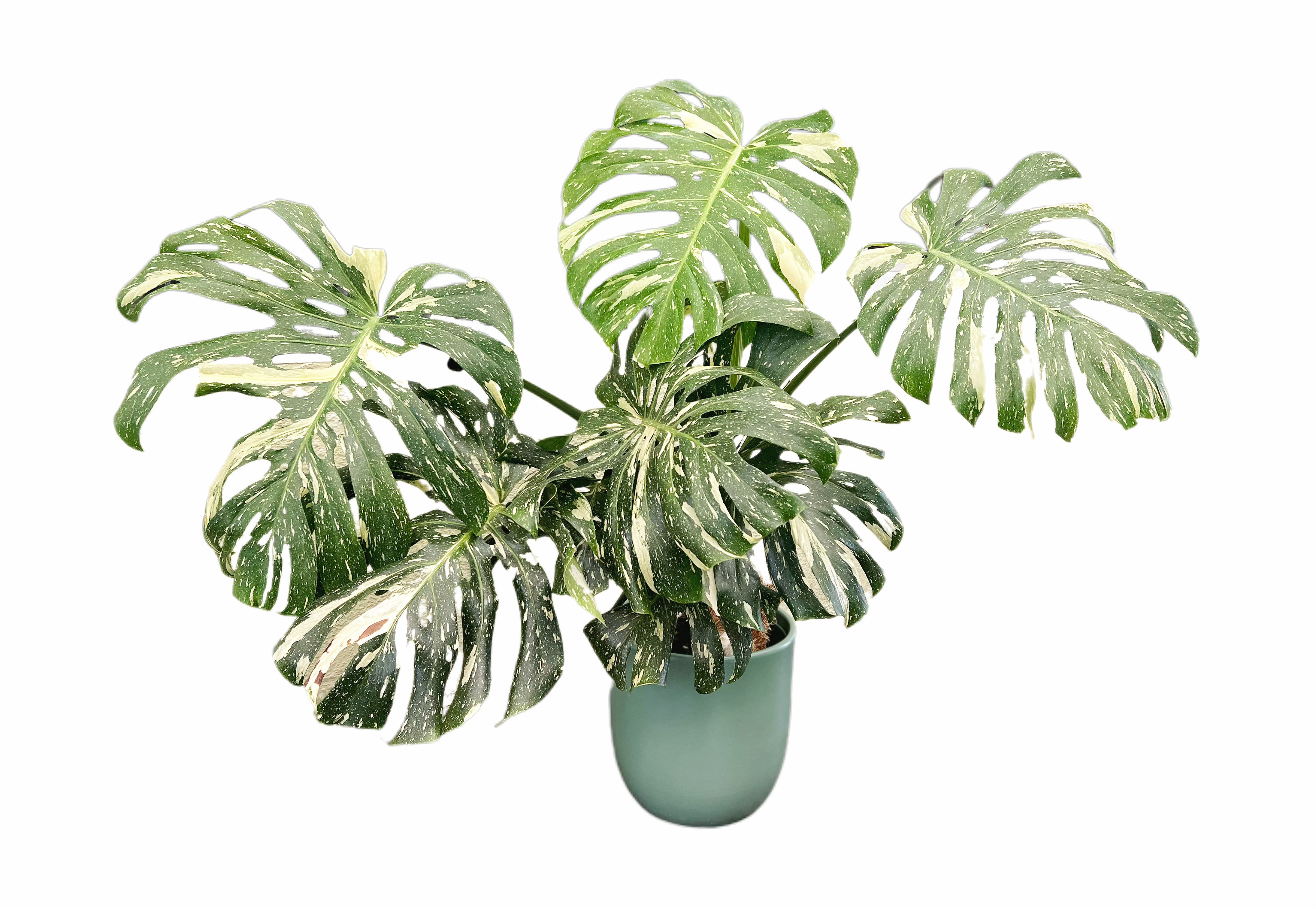 variegated monstera deliciosa for sale australia Variegated Monstera Deliciosa – Avane