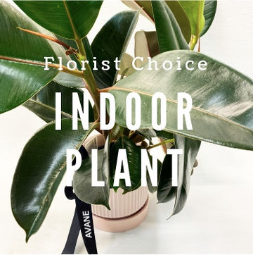 FLORIST CHOICE POTTED INDOOR PLANT – We have a huge range of living indoor plants to choose from! Simply pick your price point and one of our Florist team will select out the best living plant in-store for your budget. Plants will vary due to availability. Your lovely plant will come gift wrapped in gorgeous paper and hand delivered with a custom card message. At times some plant varieties pictured may be unavailable due to seasonal conditions. AVANE will always take utmost care to ensure the final prod