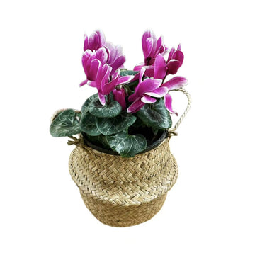 Cyclamen Plant