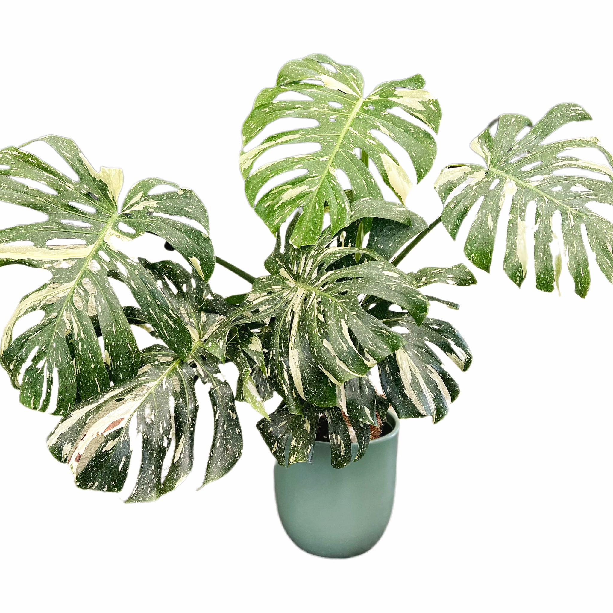 variegated monstera deliciosa australia Variegated Monstera Deliciosa – Avane