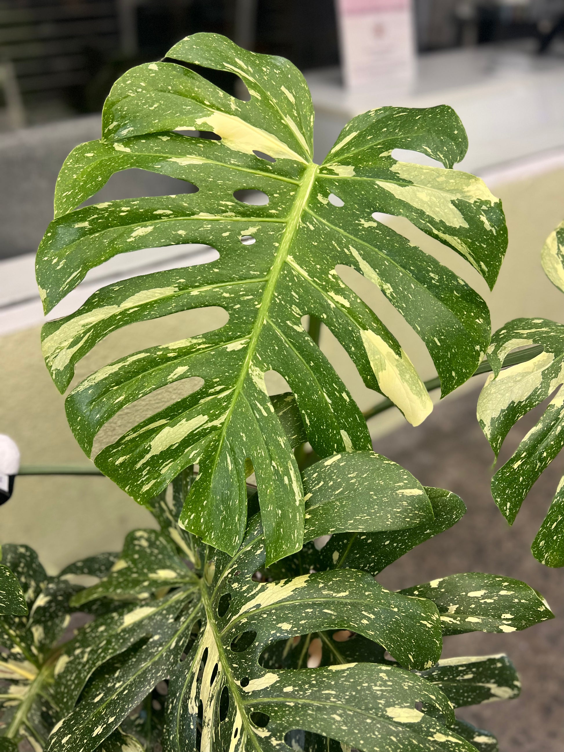 variegated monstera deliciosa australia Variegated Monstera Deliciosa – Avane