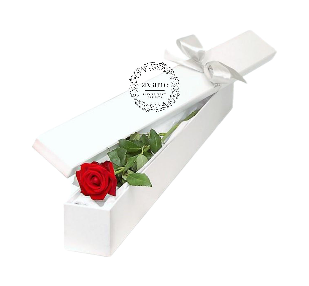 Single Rose in Box
