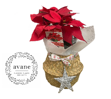 CHRISTMAS POINSETTIA