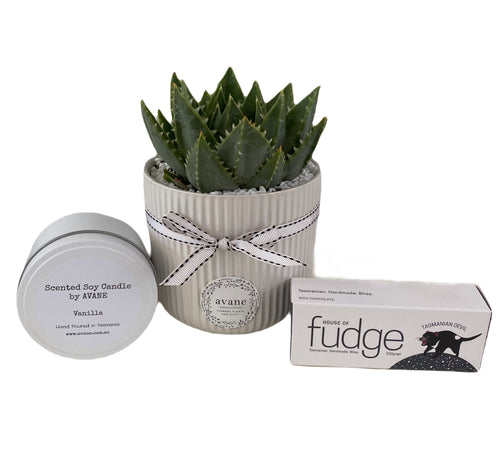 This trio will bring joy to whomever receives it. The hardy, long lasting succulent is complete with a white ceramic pot, this delightful indoor houseplant is a low fuss easy to look after gift. The Vanilla candle is hand-poured in Tasmania and has 30-hour burn time (and it smells SO good!). The Tasmanian devil Fudge is just handmade bliss that you will be addicted to!  This gift is presented in a gift box, wrapped and hand delivered with a custom card message.   Please note - succulent variety will vary, b